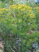 Euphorbe petit-cypres - Euphorbia cyparissias (4)
